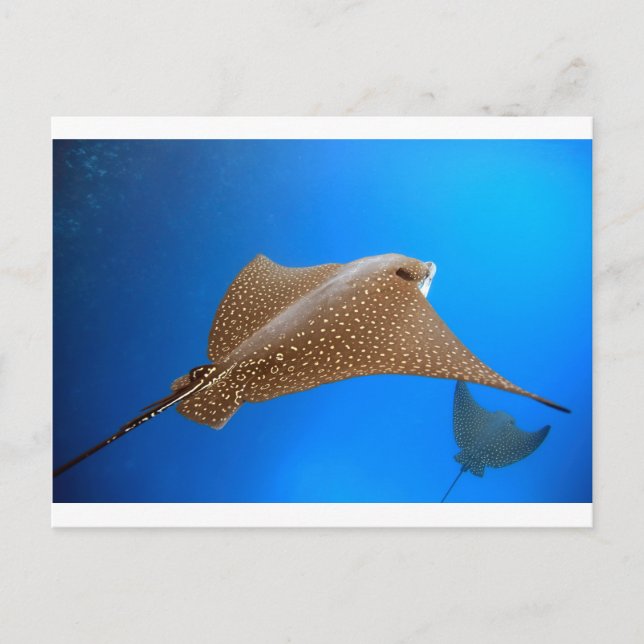 Spotted eagle ray underwater Galapagos paradise Postcard (Front)