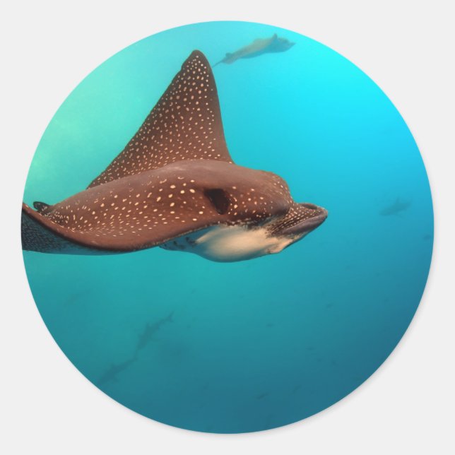 Spotted eagle rays Galapagos Islands Classic Round Sticker (Front)