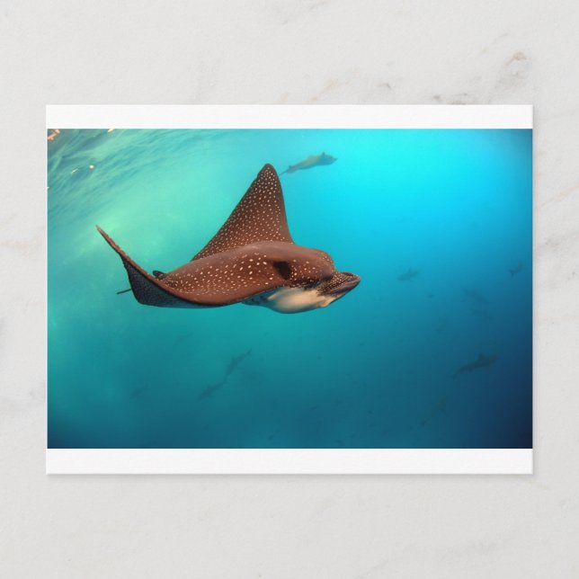 Spotted eagle rays Galapagos Islands Postcard (Front)