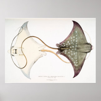 Spotted Eagle Stingray: A Magnificent Creature  Poster