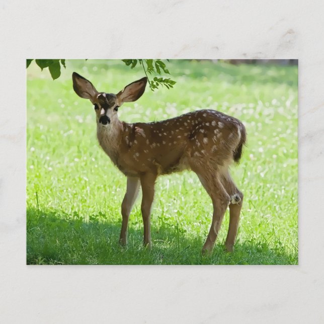 SPOTTED FAWN POSTCARD (Front)
