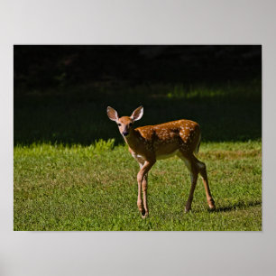 Spotted Fawn Poster