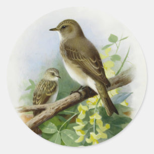 Spotted Flycatchers, Art Illustration Classic Round Sticker