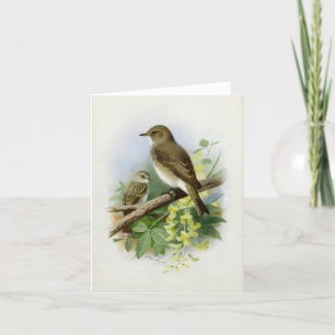 Spotted Flycatchers, Art Illustration Holiday Card