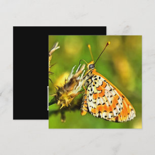 Spotted Fritillary Orange and White Butterfly Invitation