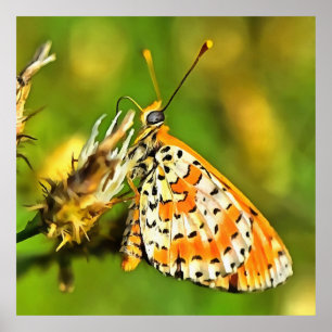 Spotted Fritillary Orange and White Butterfly  Poster