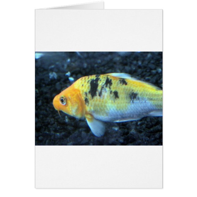 Spotted Goldfish (Front)