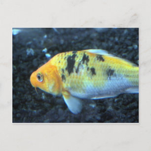 Spotted Goldfish Postcard