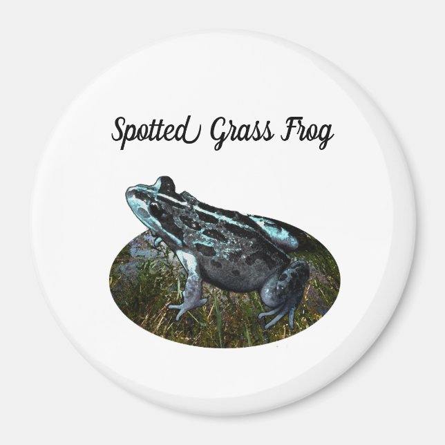 Spotted Grass Frog, Magnet (Front)