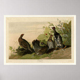 Spotted Grous Poster