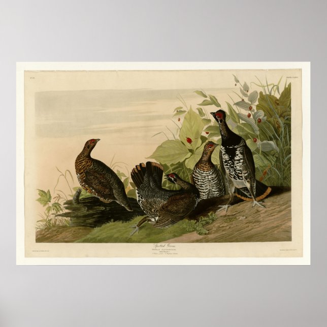 Spotted Grous Poster (Front)