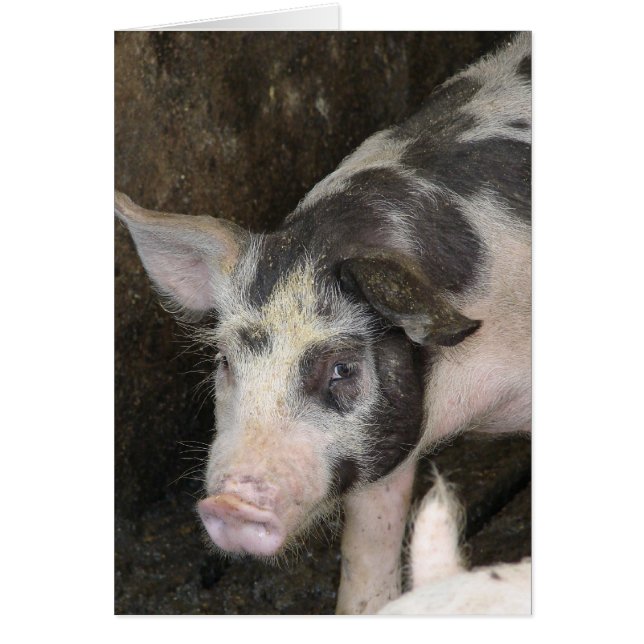 Spotted Hog All Occasions  (Front)