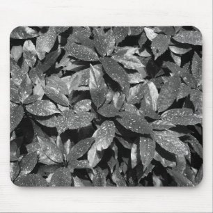 Spotted Laurel, Aucuba Japonica - B/W Mouse Pad