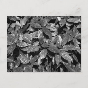 Spotted Laurel, Aucuba Japonica - (B&W) Postcard