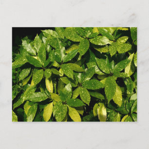 Spotted Laurel, Aucuba Japonica Postcard
