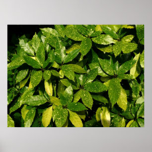 Spotted Laurel, Aucuba Japonica Poster
