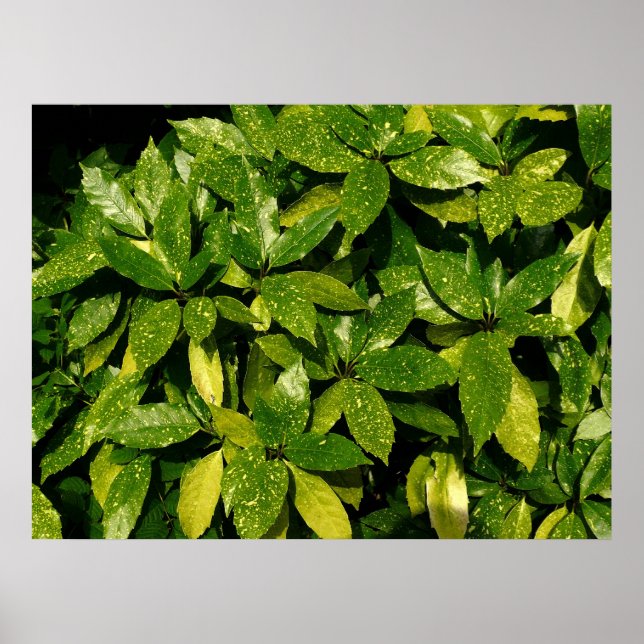 Spotted Laurel, Aucuba Japonica Poster (Front)