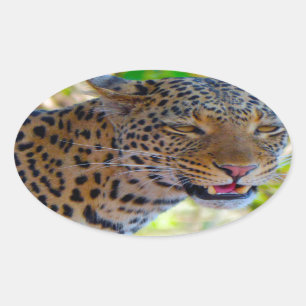 Spotted Leopard Oval Sticker