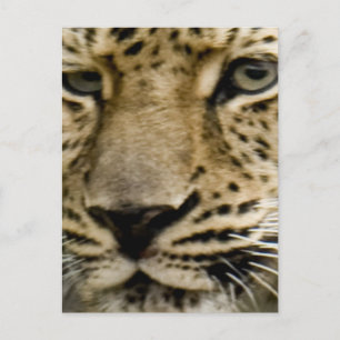 Spotted Leopard Postcard