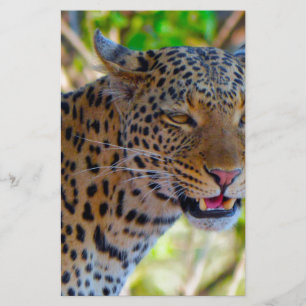 Spotted Leopard Stationery