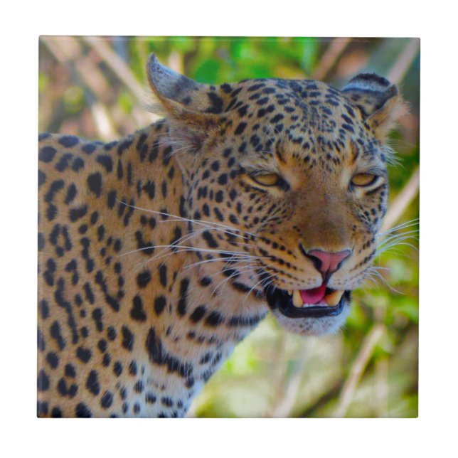 Spotted Leopard Tile (Front)