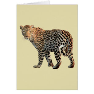 Spotted Leopard Wild Cat Photograph