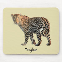 Spotted Leopard Wild Cat Photograph