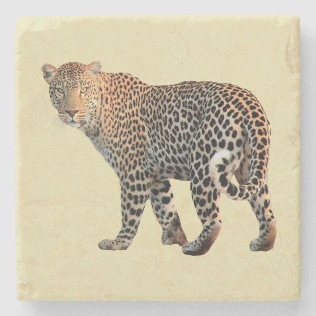 Spotted Leopard Wild Cat Photograph Stone Coaster (Front)