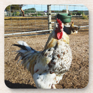 **"Spotted Majesty: The Speckled Farm Rooster"** Coaster