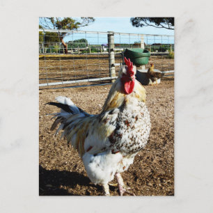 **"Spotted Majesty: The Speckled Farm Rooster"** Postcard