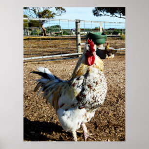 **"Spotted Majesty: The Speckled Farm Rooster"** Poster