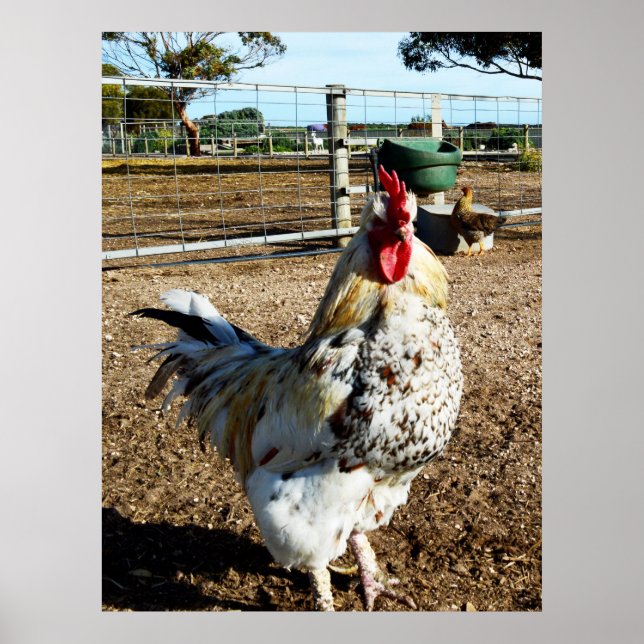 **"Spotted Majesty: The Speckled Farm Rooster"** Poster (Front)