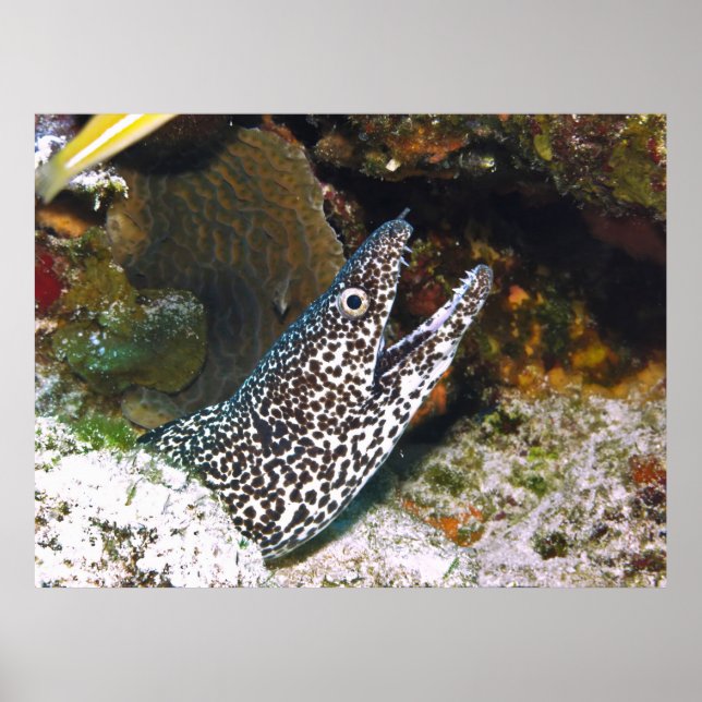 Spotted Moray Poster (Front)