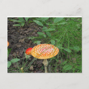 Spotted Mushroom Postcard