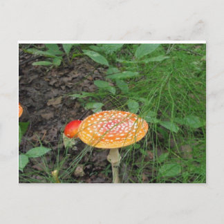 Spotted Mushroom Postcard