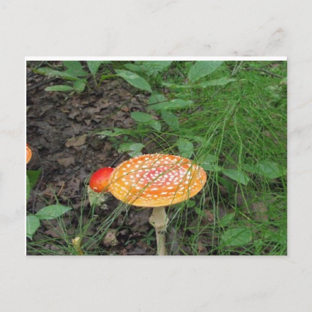 Spotted Mushroom Postcard (Front)