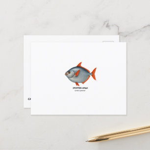 Spotted Opah – Marine Animals of California Postcard