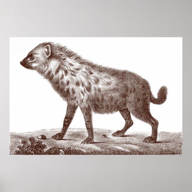 Spotted or Striped Hyena From Antique Print (Front)