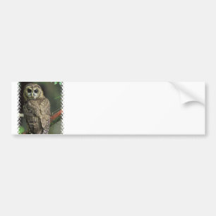 Spotted Owl Bumper Sticker