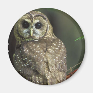 Spotted Owl Magnet
