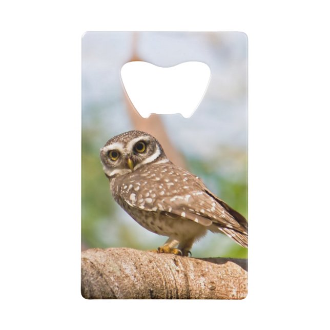 Spotted owl on morning flight. (Front)