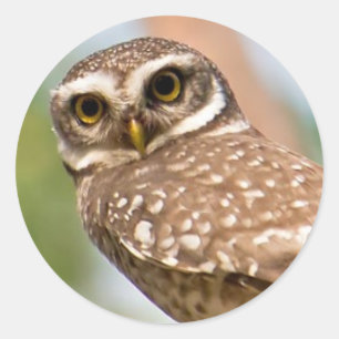 Spotted owl on morning flight. classic round sticker