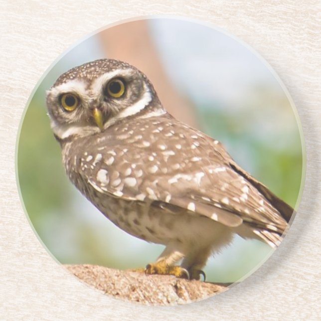 Spotted owl on morning flight. coaster (Front)