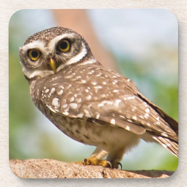 Spotted owl on morning flight. coaster (Front)