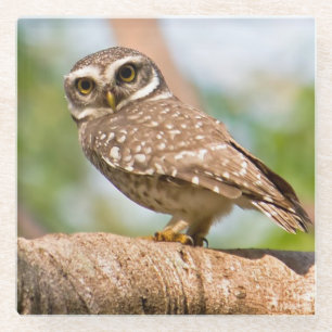 Spotted owl on morning flight. glass coaster