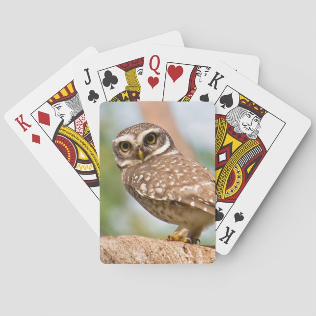 Spotted owl on morning flight. playing cards (Back)