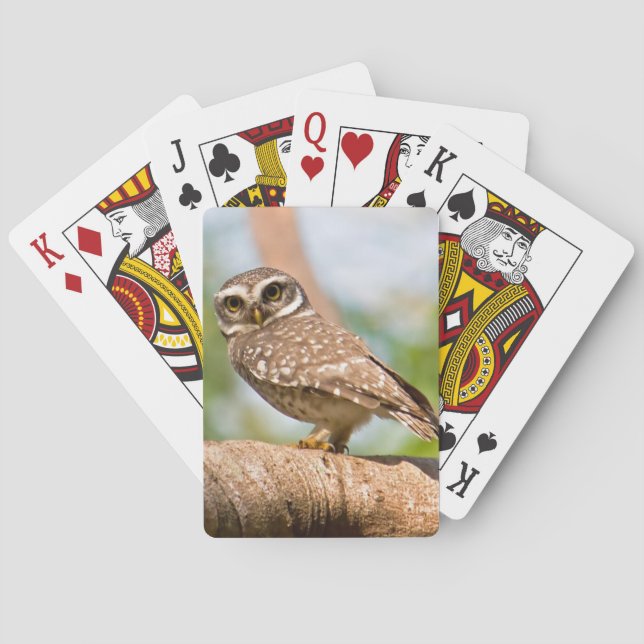 Spotted owl on morning flight. playing cards (Back)