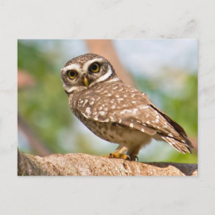 Spotted owl on morning flight. postcard
