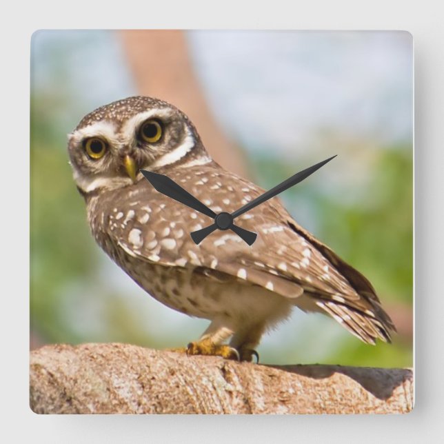 Spotted owl on morning flight. square wall clock (Front)