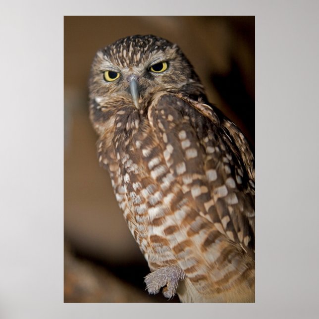 Spotted Owl Poster (Front)